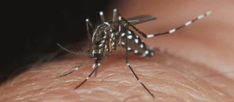 Señalaron cuáles son los principales síntomas del dengue y cómo es la aplicación de la vacuna imagen-17