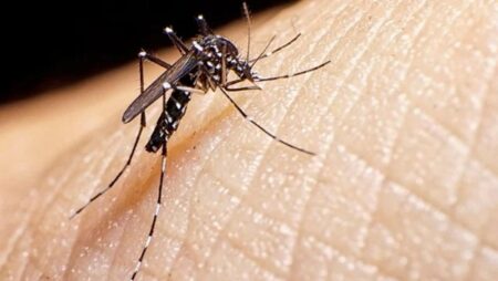Señalan cuáles son los síntomas de alerta del dengue y promueven la eliminación de criaderos de mosquitos  imagen-7