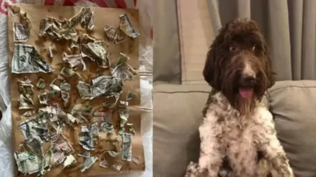 EEUU: un perro se comió u$s4.000 e idearon un desagradable plan para recuperarlos imagen-2
