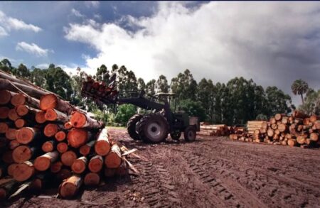 La retención del 15% a la foresto-industria afectaría a miles de personas vinculadas al sector, advierten en mensaje a Milei imagen-3