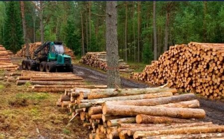 Advierten que con la retención aplicada por el DNU será "inviable" la exportación de madera industrializada y peligran las pymes del sector foresto-industrial imagen-3