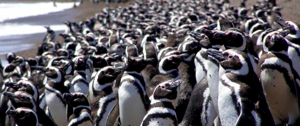 Cambio climático, contaminación y pesca, causas de impacto en la conservación de pingüinos imagen-2