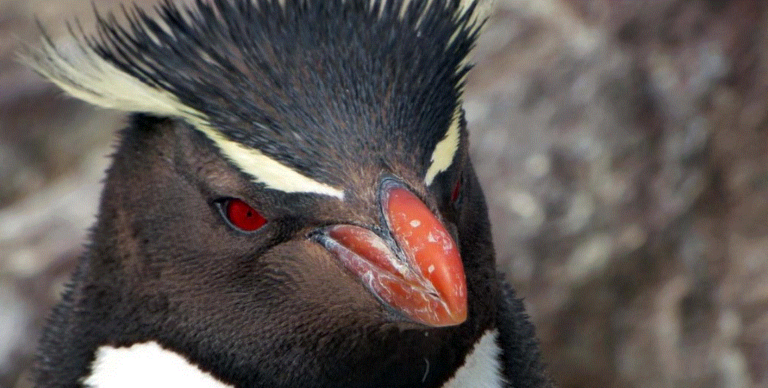 Cambio climático, contaminación y pesca, causas de impacto en la conservación de pingüinos imagen-2