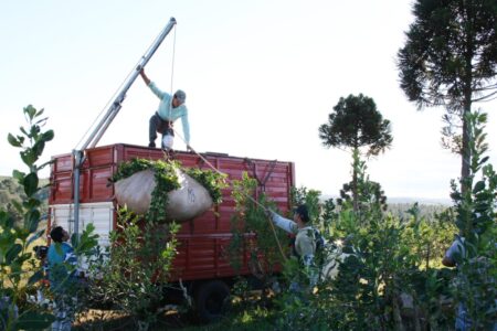 Balance 2023: el Área Técnica del Inym desarrolló una intensa actividad de apoyo al sector yerbatero Balance 2023: el Área Técnica del Inym desarrolló una intensa actividad de apoyo al sector yerbatero imagen-8