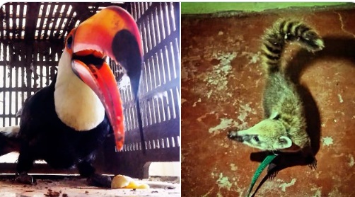 Un tucán y un coatí fueron rescatados de una vivienda en Candelaria y otra en Santa Ana imagen-1