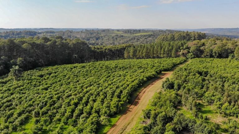 Por gestiones de la Provincia, se declaró la Emergencia Agropecuaria para Misiones imagen-27