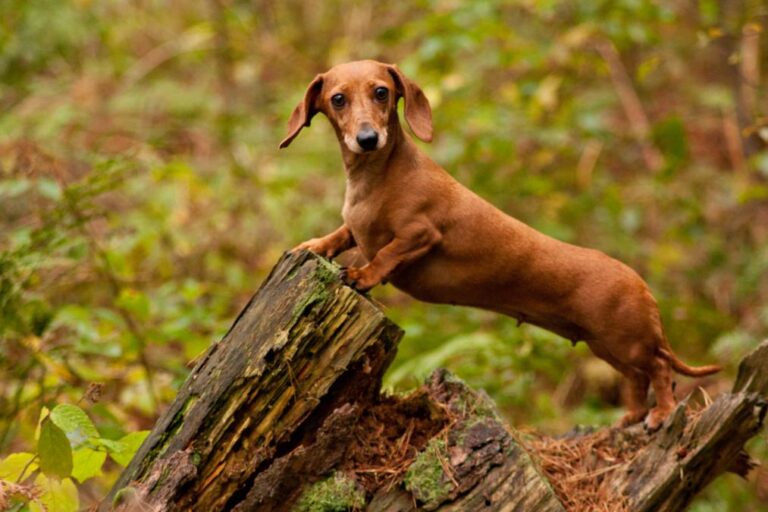 Día Nacional del Perro Salchicha: ¿por qué se celebra cada 1° de febrero? imagen-48