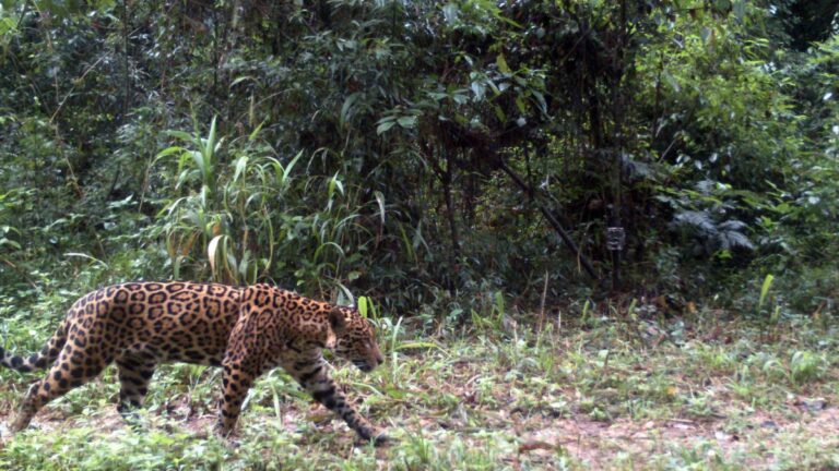 Unos trece animales mueren atropellados por día en rutas que atraviesan áreas protegidas imagen-16