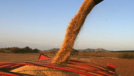 Por la ola de calor, se perderán entre 20% y 30% de los cultivos de soja imagen-4