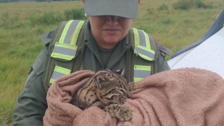 Gendarmería rescató en Formosa un gato onza tras hallarlo golpeado imagen-36