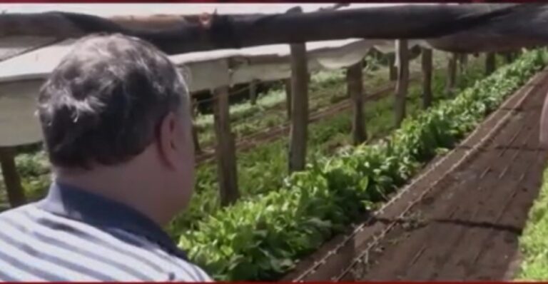 Incorporan bioinsumos a las chacras misioneras para mejorar la producción imagen-10