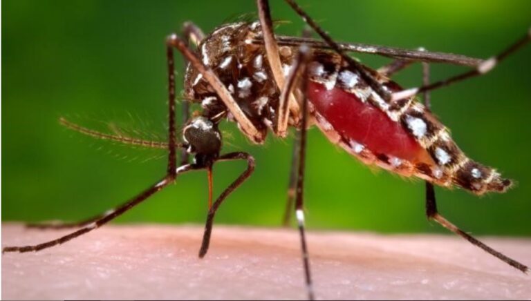 Una mujer de Jardín América falleció por dengue imagen-7