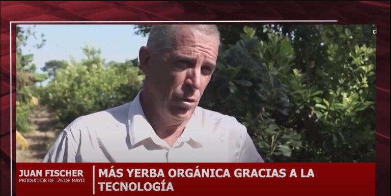 Productor de 25 de Mayo logró cosechar en una hectárea 18 mil kilos de yerba mate con insumos orgánicos  imagen-35