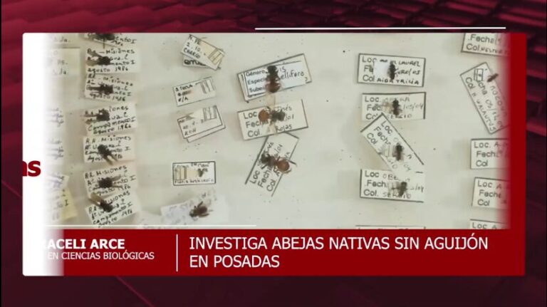 Investigan en diferentes tipos de abejas nativas sin aguijón en plazas y parques de Posadas imagen-3