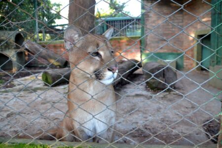 Puesta en valor del Parque Ecológico El Puma para recuperación de los animales silvestres imagen-10