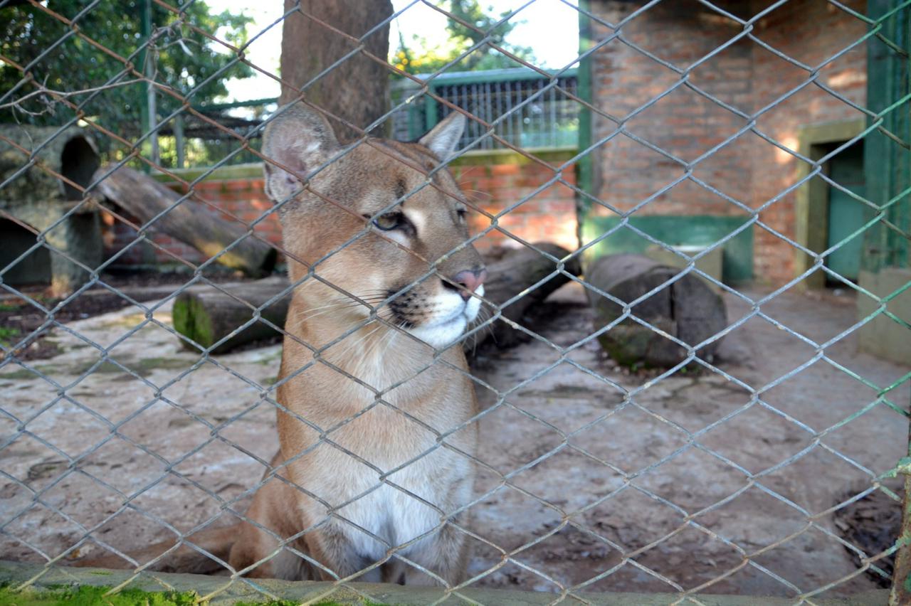 Puesta en valor del Parque Ecológico El Puma para recuperación de los animales silvestres imagen-1