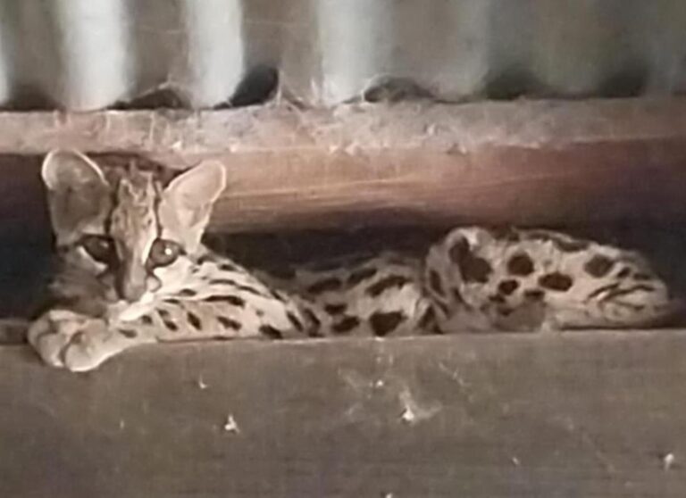 Rescataron a un Margay que había aparecido en un aserradero de Hipólito Yrigoyen imagen-22