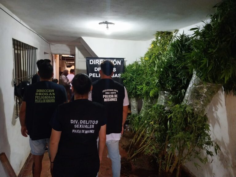 Investigadores de la Policía detectaron una plantación de marihuana en Posadas imagen-40