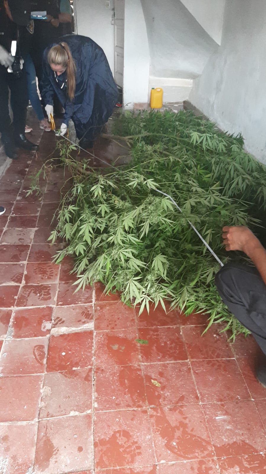 Investigadores de la Policía detectaron una plantación de marihuana en Posadas imagen-6