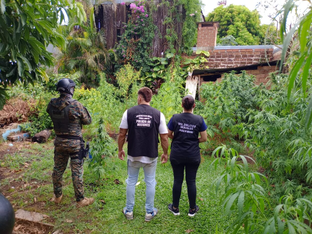 Investigadores de la Policía detectaron una plantación de marihuana en Posadas imagen-2