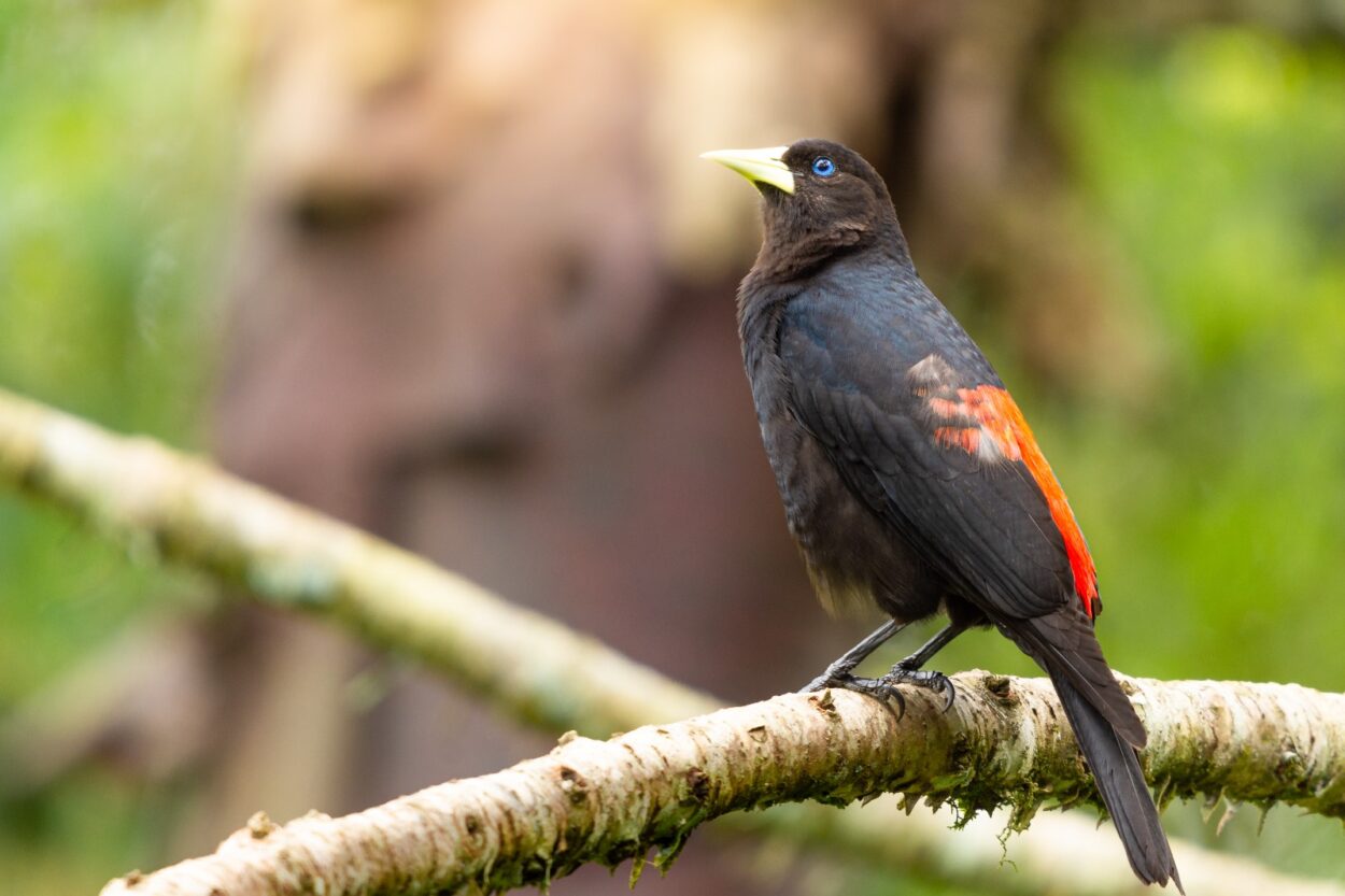 Misiones incorporó 28 nuevas hectáreas al Parque Provincial Guardaparque Horacio Foerster imagen-2