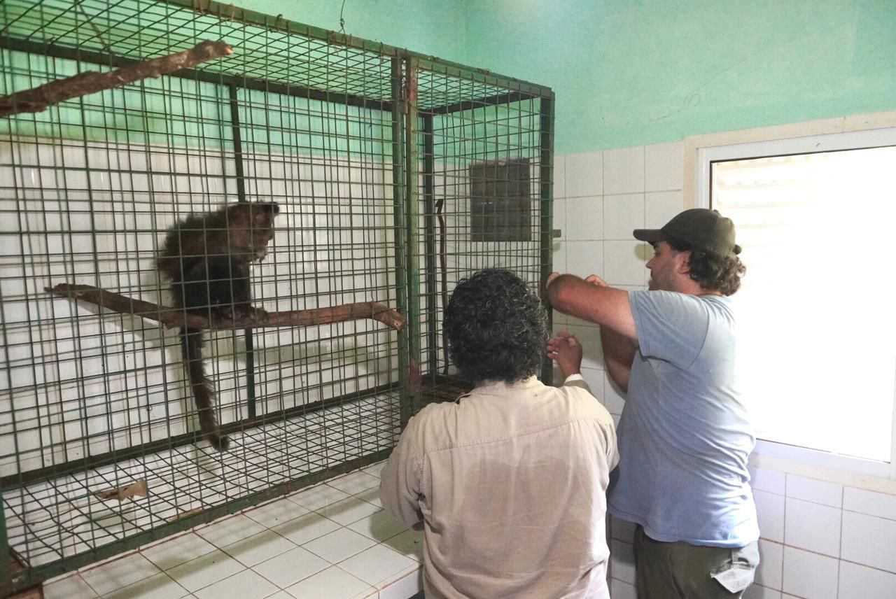 Rescataron en Oberá a una mona caí que era tenida como mascota: se encuentra en buen estado, protegida en el Parque El Puma imagen-4