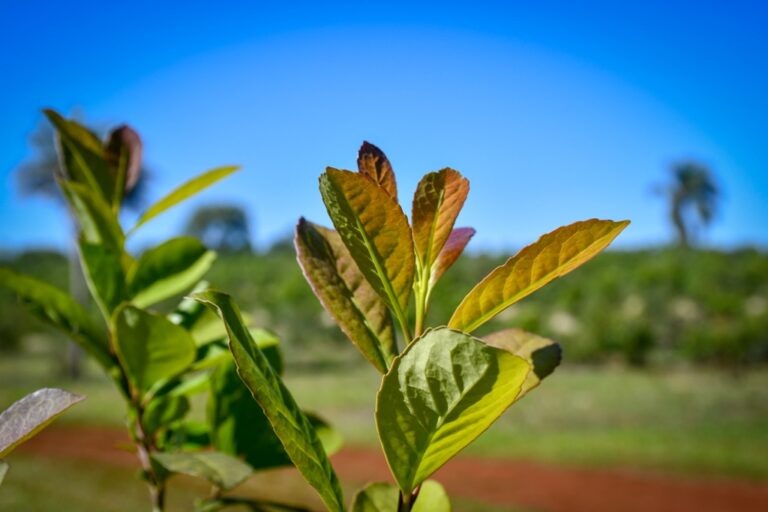 Exponen proyecto formulado para avanzar en el resguardo genético de la Yerba Mate imagen-23