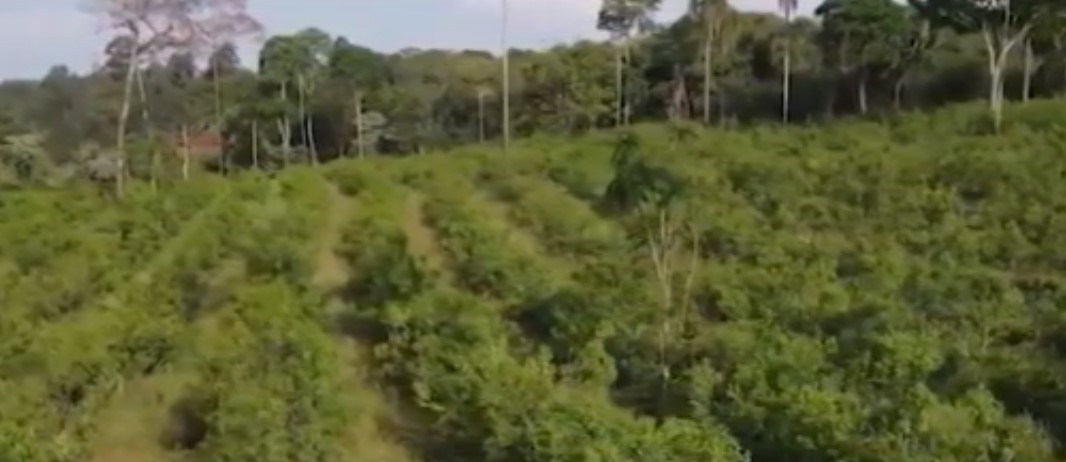 Emergencia Agropecuaria en Misiones: "Estamos a la espera de que se definan los fondos", dijo el Ministro del Agro imagen-65