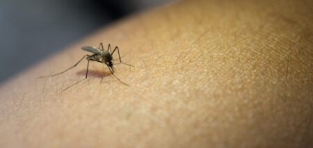 ¿Por qué los mosquitos prefieren picar a un grupo de personas? Qué dicen los científicos imagen-4