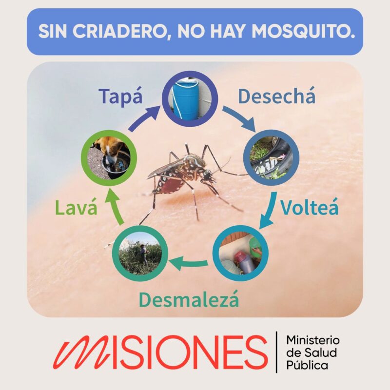 Misiones realizará un monitoreo de Aedes Aegypti para crear un sistema de alerta sobre enfermedades vectoriales imagen-6