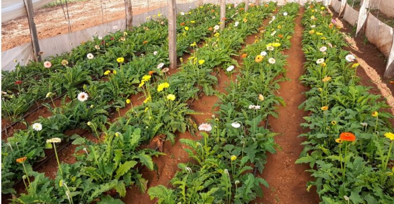 IMAC: empieza a tomar forma la cuenca productora de flores en la zona Centro Sur de Misiones imagen-22