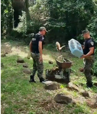 Liberaron tres lechuzas en la Selva tras ser atendidas en el Centro de Rescate Ohana imagen-3