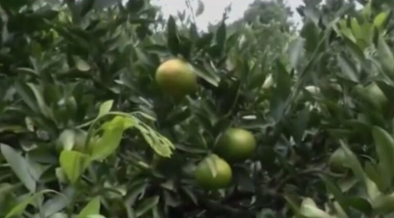 La tempranera mandarina misionera copa el mercado argentino imagen-13