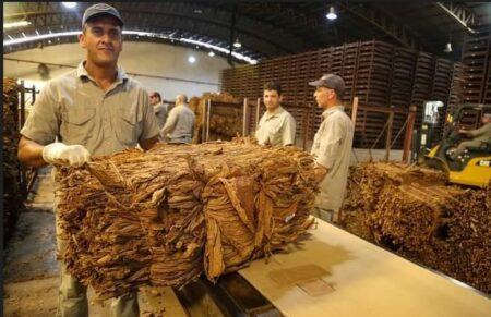 A partir del lunes 4 de marzo se pagará $2.800 por kilo a productores tabacaleros imagen-4