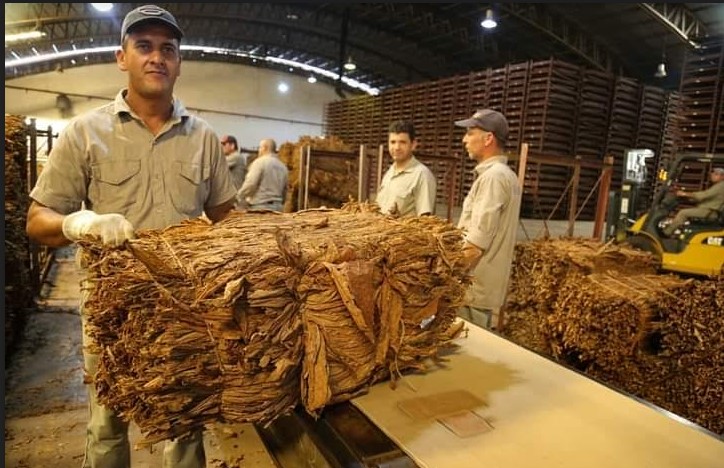 A partir del lunes 4 de marzo se pagará $2.800 por kilo a productores tabacaleros imagen-7
