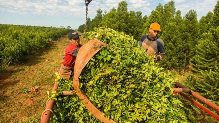 "Es complicado sacar una grilla de costos de la yerba mate con la inflación que se desarrolla en el país" señaló el director de la producción del Inym imagen-40