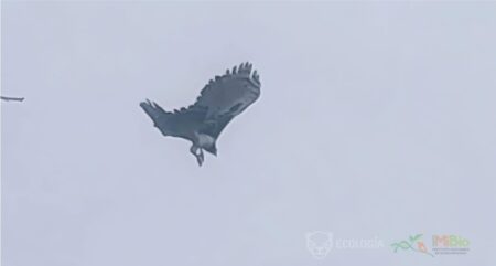 Hallazgo histórico: Tras más de 20 años logran registrar un Águila Harpía en Misiones imagen-2