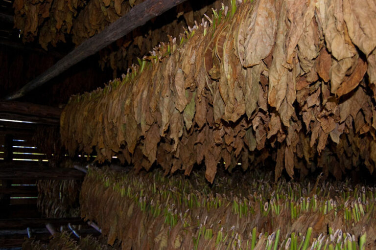 Acuerdan nuevo precio del tabaco: el kilo se pagará 2.800 desde este lunes   imagen-48