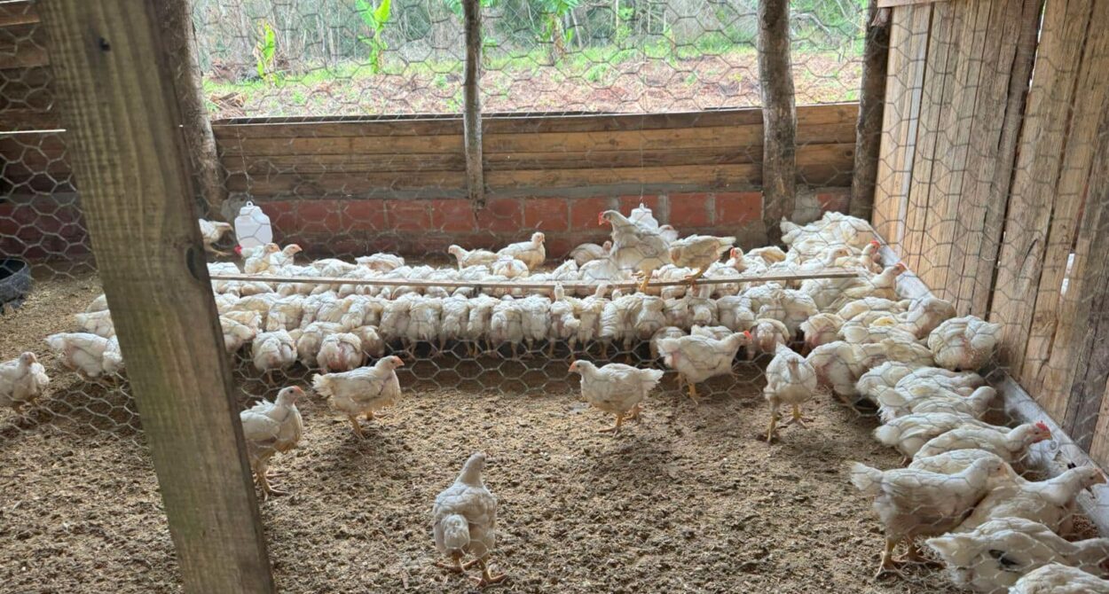 "La producción popular de alimentos sanos y la soberanía alimentaria son políticas básicas para el buen vivir del pueblo" imagen-12