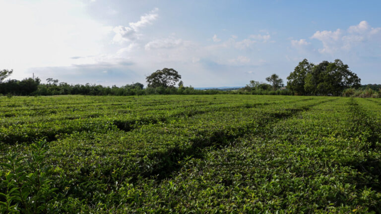 Con capacitaciones para los productores fortalecen el sector tealero de Misiones imagen-27