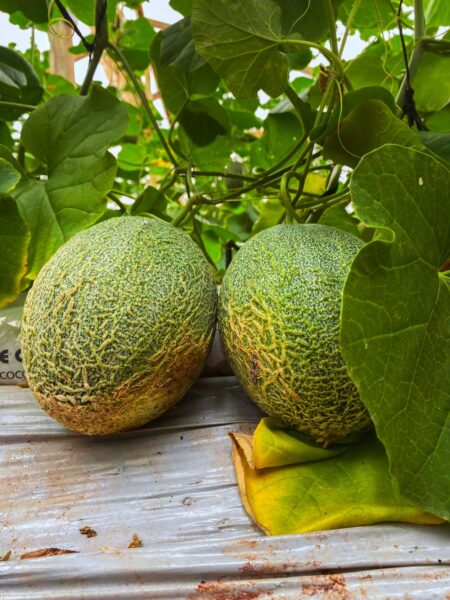 El primer cultivo de melones en semi hidroponía está en Misiones imagen-13