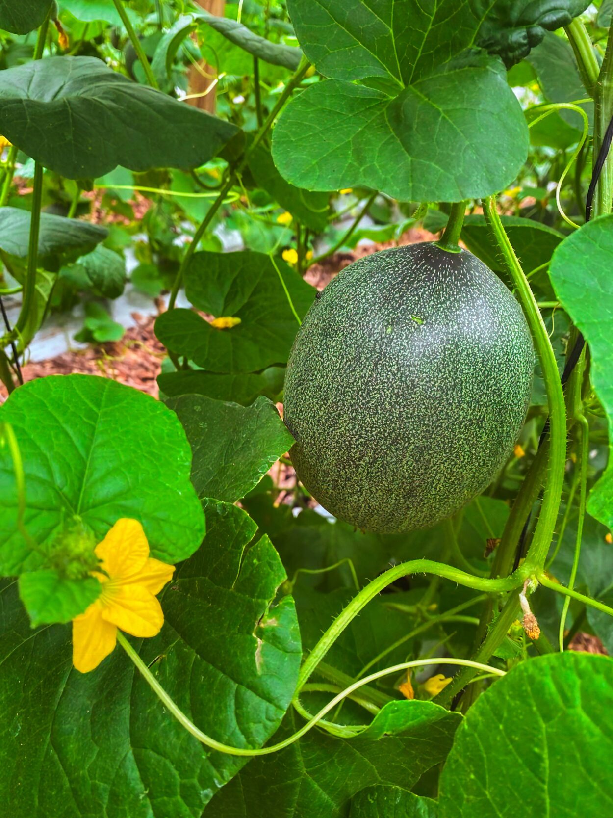 El primer cultivo de melones en semi hidroponía está en Misiones imagen-4