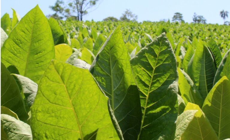 Tabaco: acuerdan un precio competitivo para la materia prima imagen-49