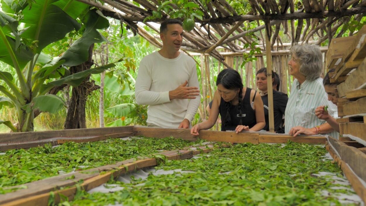 Lo que distingue un té artesanal de alta gama del té industrial común se aprenderá en la MasterClass a realizarse en el Museo Yaparí imagen-2