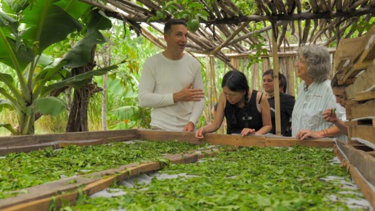 Realizarán una masterclass gratuita sobre las variedad del té en el museo Yaparí  imagen-10