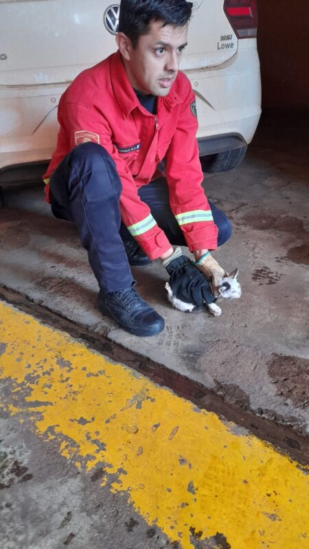 Bomberos policiales rescataron a un gato que quedó atrapado en el motor de un vehículo imagen-8