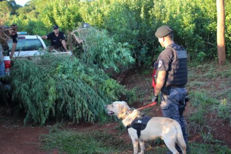 Agentes de Inteligencia de Frontera detectaron un campo con más de 150 plantas de marihuana valuadas en $570 millones imagen-4