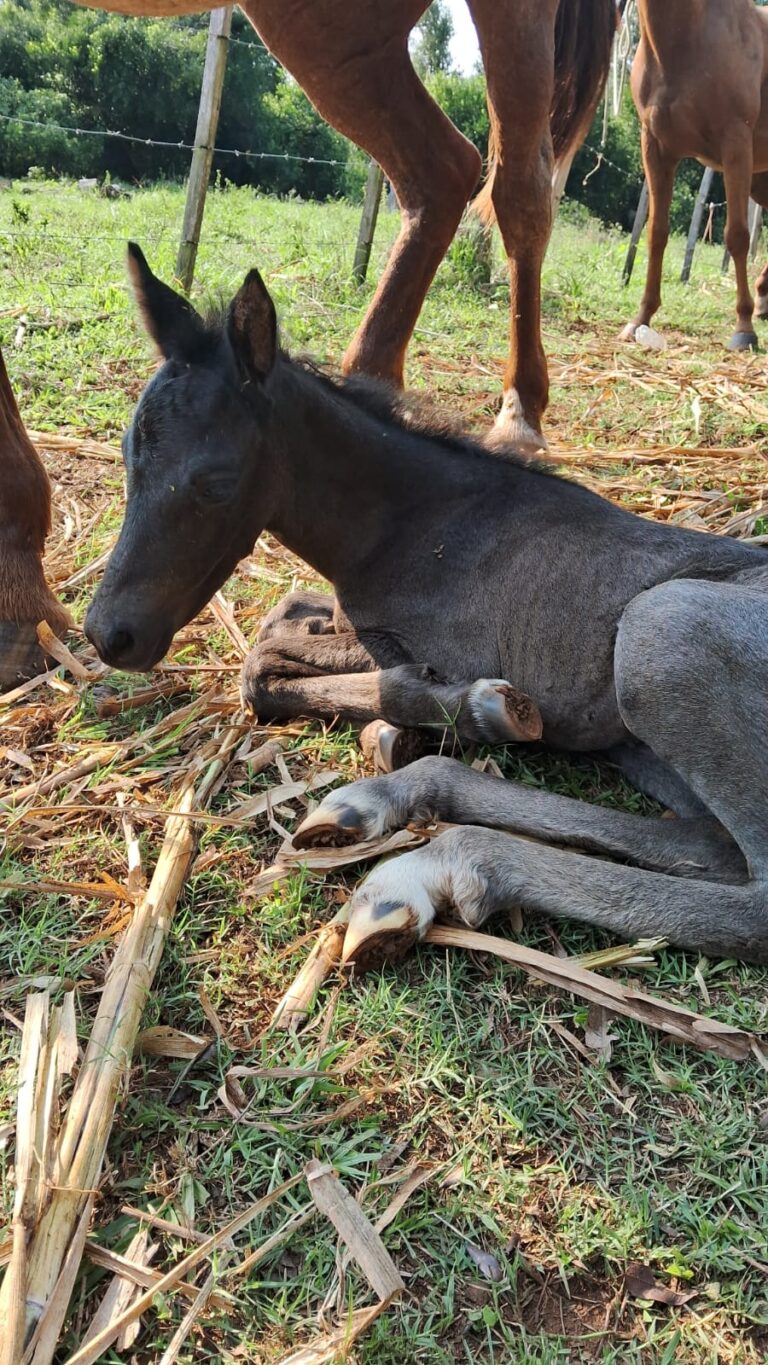 Nació "Milagros", la nueva integrante de la Policía Montada de Oberá imagen-23