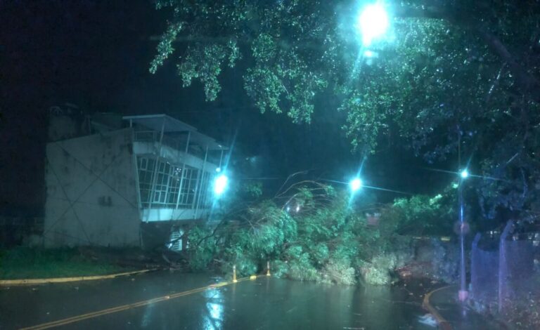 Tormenta derribó un árbol de gran porte en avenida Tambor de Tacuarí y Costanera Oeste imagen-28