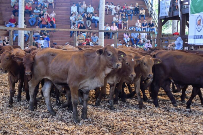 Nuevo récord: Más de 1.400 cabezas de ganado en el remate de la “Fiesta del Ternero Misionero” imagen-27